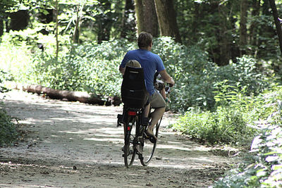 Rear view of man riding bicycle