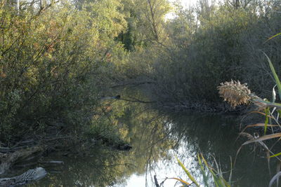 High angle view of lake amidst trees in forest