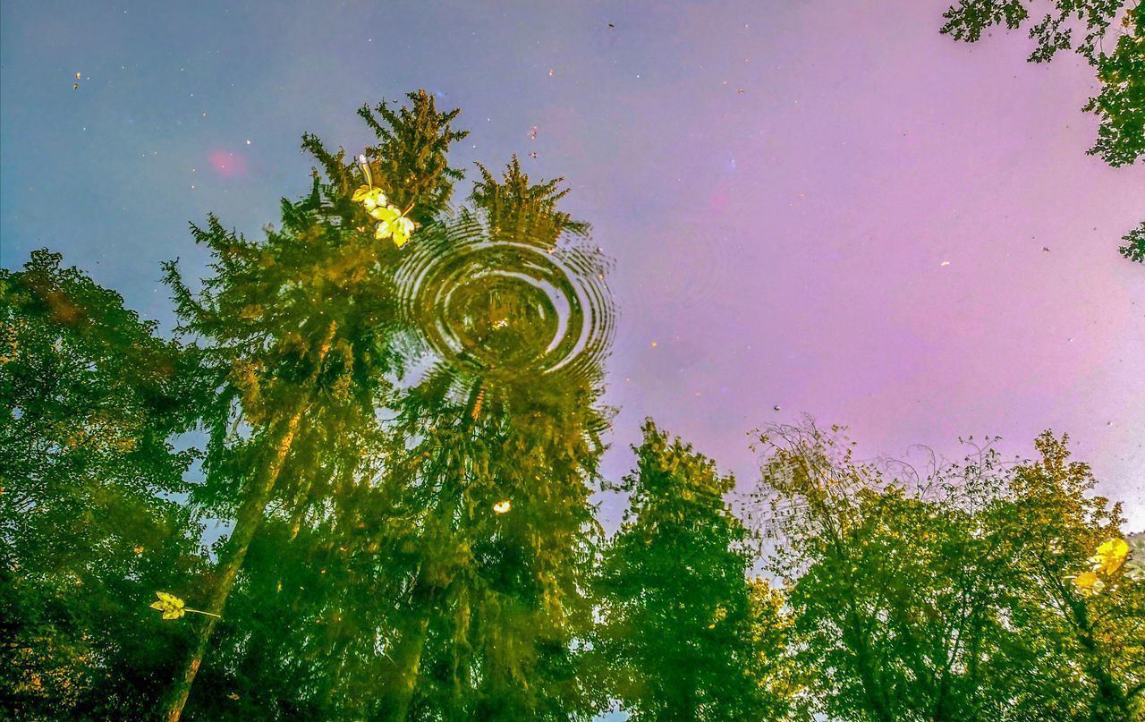 DIGITAL COMPOSITE IMAGE OF TREES AND PLANTS AGAINST SKY