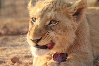 Close-up of cub eating flesh on field
