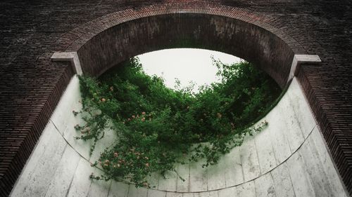 Plants in front of building