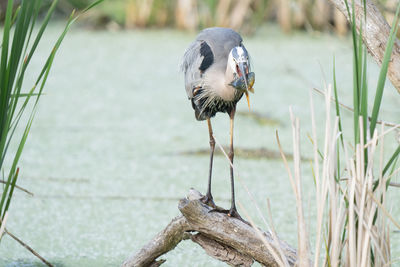 Great blue heron catches a fish while perched on a tree limb in the wetlands on a sunny day