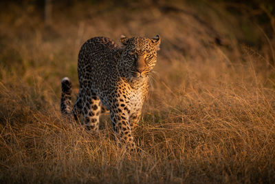 Leopard walking through long grass at dawn