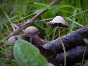 Close-up of fungus growing on tree trunk