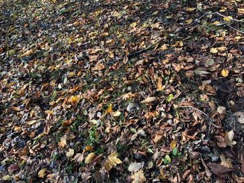High angle view of dry leaves fallen on field
