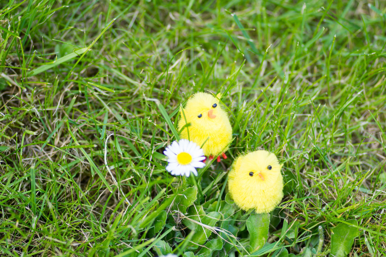 CLOSE-UP OF BIRDS IN FIELD