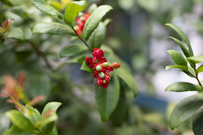 Close-up of red flowering plant