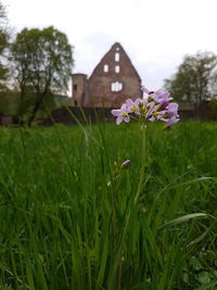 Close-up of flowers blooming on field