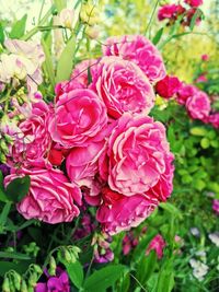 Close-up of pink roses