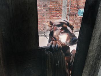 Dog relaxing outdoors