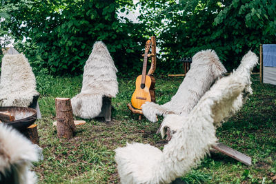 Wooden chairs with sheepskins and guitar standing on meadow in circle