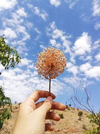 Close-up of hand holding white flowering plant against sky