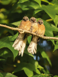 Close-up of birds perching on branch