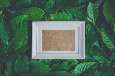 High angle view of green leaves on plant