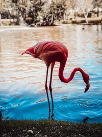 Side view of a bird