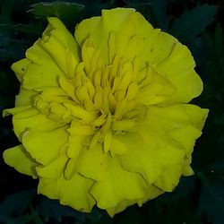 Close-up of yellow flowers