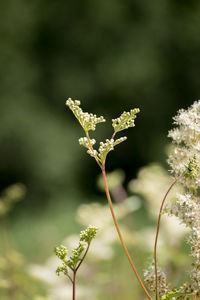 Close-up of flowering plant on field