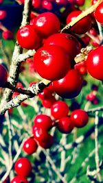 Close-up of red leaves