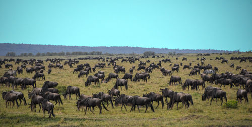 Flock of sheep on landscape against clear sky