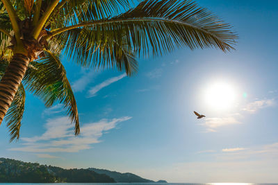 Low angle view of coconut palm tree against sky