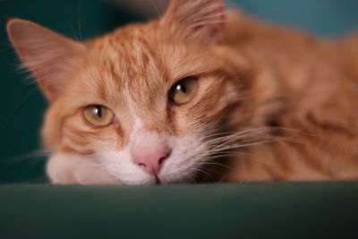 Close-up portrait of cat