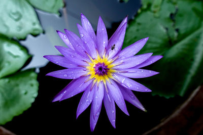 Close-up of water lily blooming outdoors