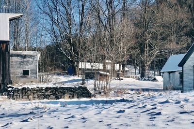 Snow covered bare trees by building