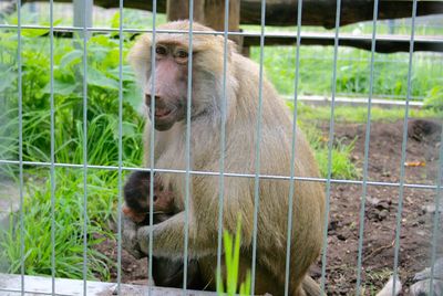 Monkey in cage