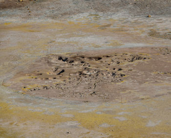 High angle view of crab on wet land