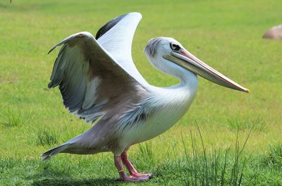 Close-up of bird on field