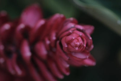 Close-up of pink rose flower