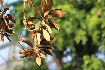 Close-up of flowering plant against trees