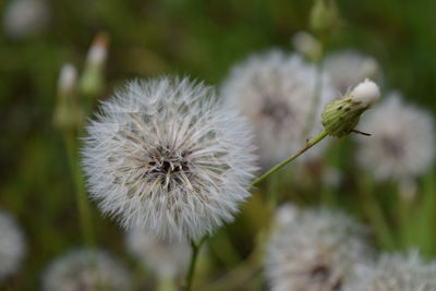 Close-up of dandelion flower