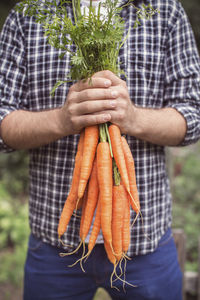 Midsection of man holding freshly harvested carrots at organic farm