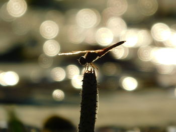 Close-up of insect on plant