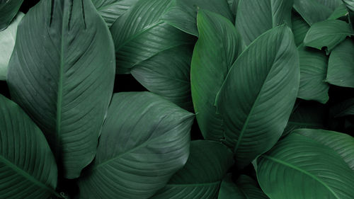 Creative tropical green leaves layout. concept green leaves pattern background / nature spring