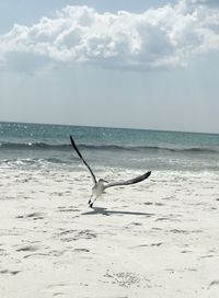 View of crab on beach against sky