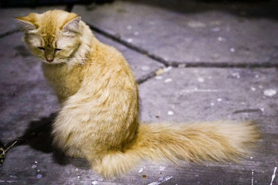 Close-up of cat sitting on street