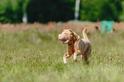 Dog running on field