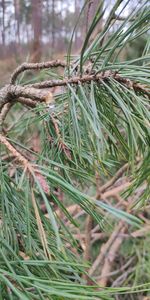 Close-up of pine tree