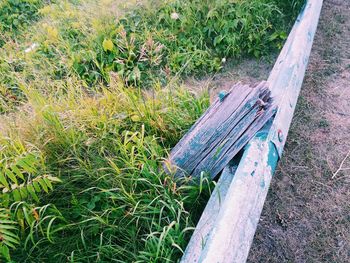 Trees on grassy field