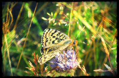 Close-up of butterfly perching on flower