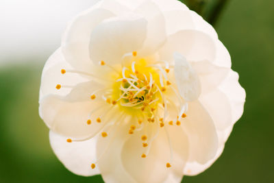 Close-up of white flower