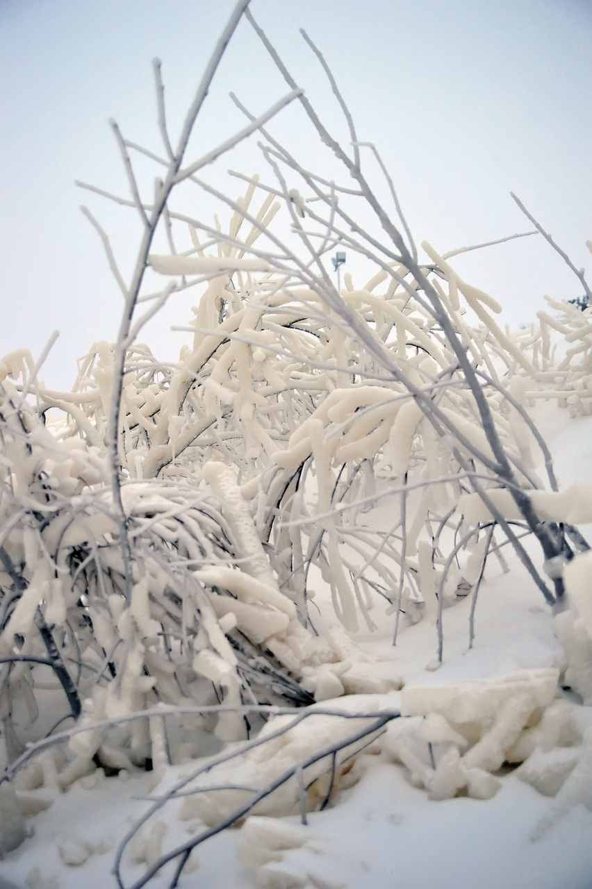 CLOSE-UP OF SNOW COVERED PLANTS ON FIELD