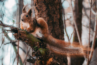 Squirrel on tree trunk