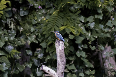 Close-up of bird perching on plant