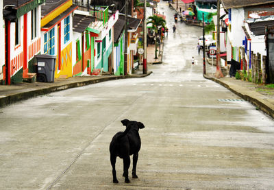 View of dog on street