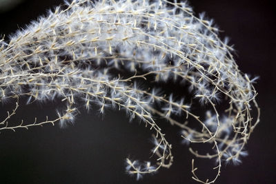 Close-up of jellyfish