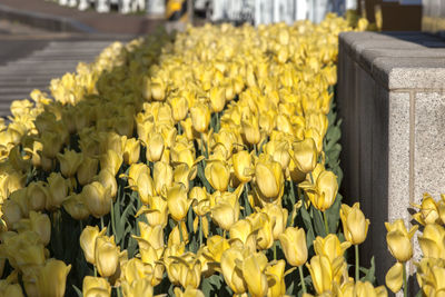 High angle view of yellow tulips blooming outdoors