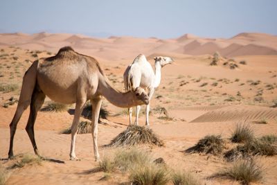 Camels in a desert